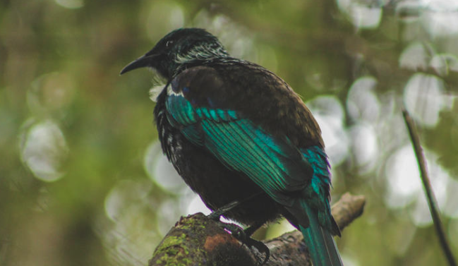 NZ bird during Lockdown - Kereru