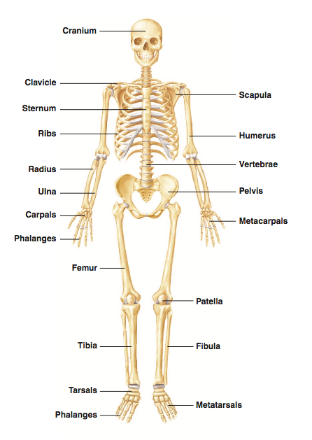 Labelled skeleton