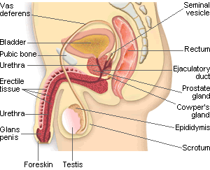 male_reproductive_system (1) (1).gif