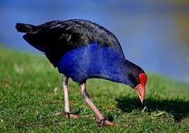 Pukeko