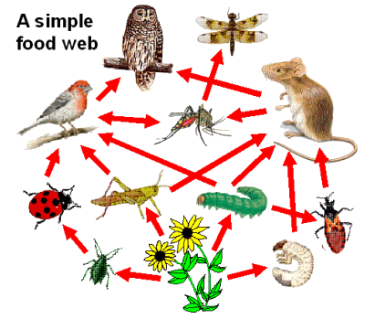 simple food web