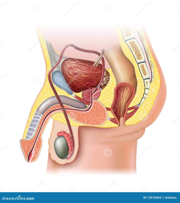 male-reproductive-system-13918304.jpg